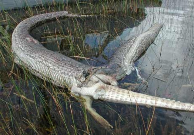 Python Bursts After Eating Gator