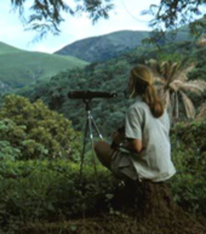 Jane arrives in Gombe to study chimpanzees.