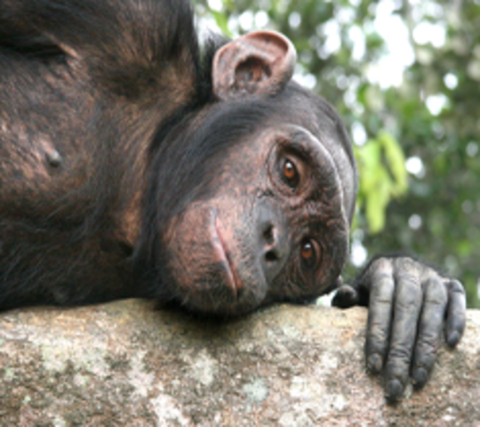 Jane Goodall Institute for Wildlife Research, Education, and Conservation.