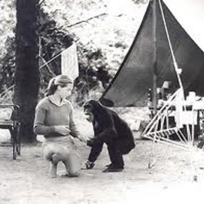 Timeline: My Life with the Chimpanzees by: Jane Goodall