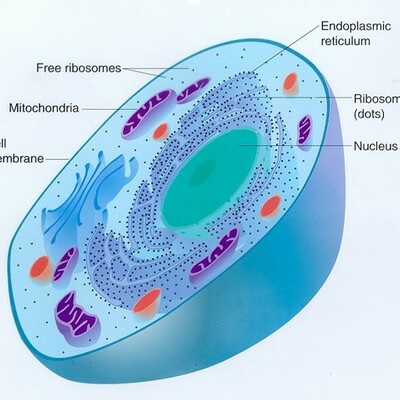 Timeline: History of Cell Discovery