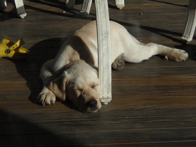 I get my dog boomer.