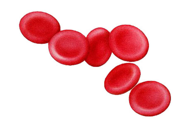 Red Blood Cells