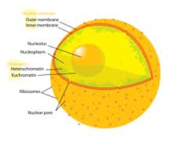 Discovery of the Cell Nucleus