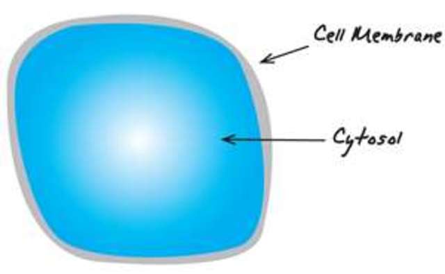 Cytosol