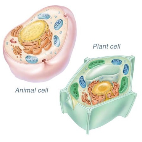 Animals and Plants are made up of cells