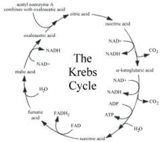 Discovery of the Krebs Cycle