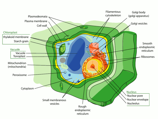 Plant cell theory