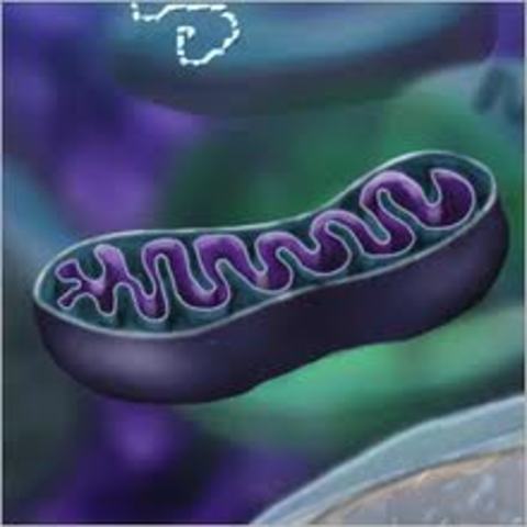 Discovery of Mitochondria