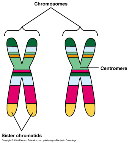 Chromosomes