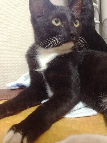 야옹이 집에 오다!