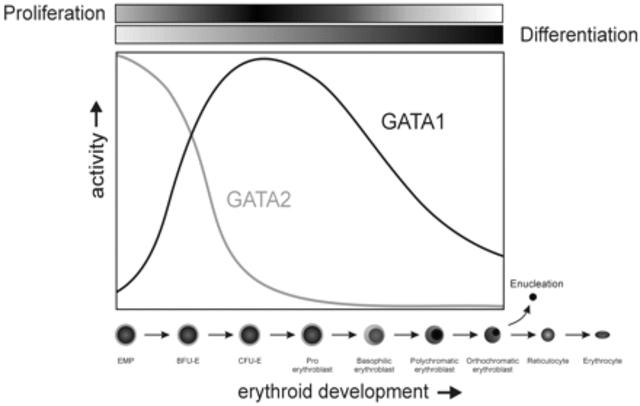 GATA2 Discovered