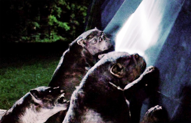 The final batlle, and the dogs attack Peeta, Katniss, and Cato.