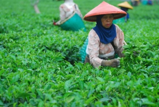 Tea Exports