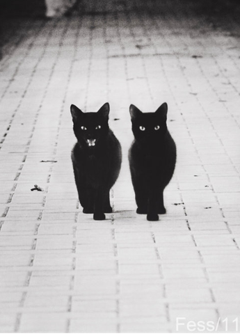 Point 10: Contribute.