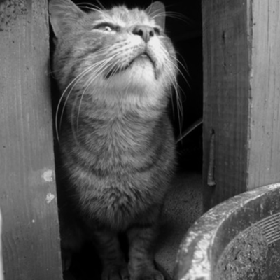 Timeline: Personal Stress Management Plan