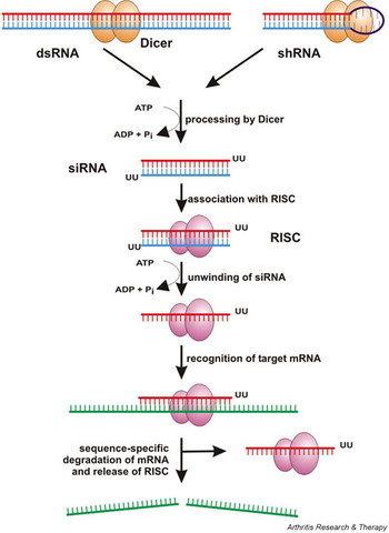 RNA Interference