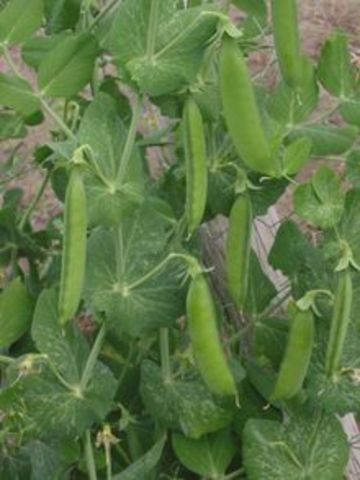 Pea Plants Inheritance
