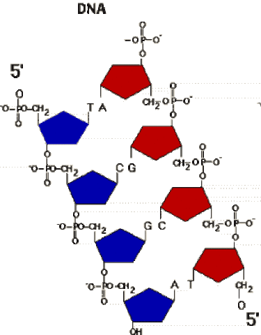 DNA ATCG
