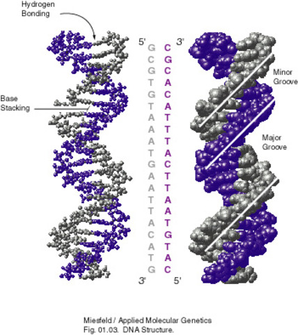 Structure of DNA