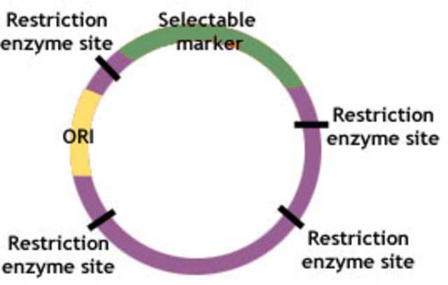 Plasmid DNA