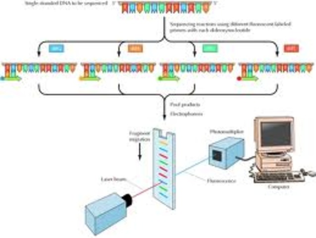 Invention of automated DNA sequencer.