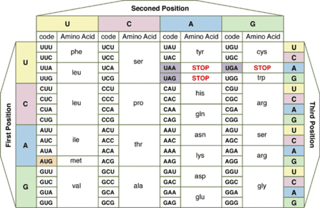 Codons