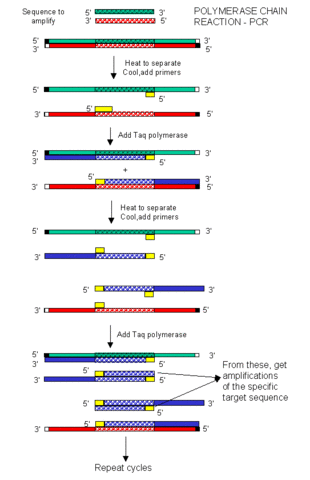 PCR