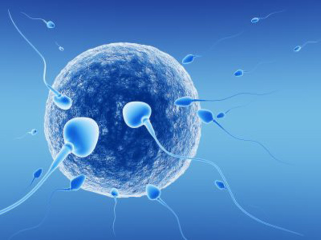 Vitro Fertilization