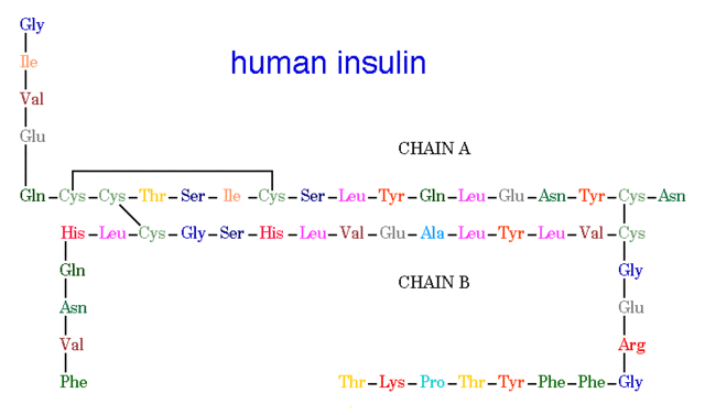 Human Insulin Gene in Bacteria