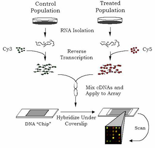 DNA Microarray
