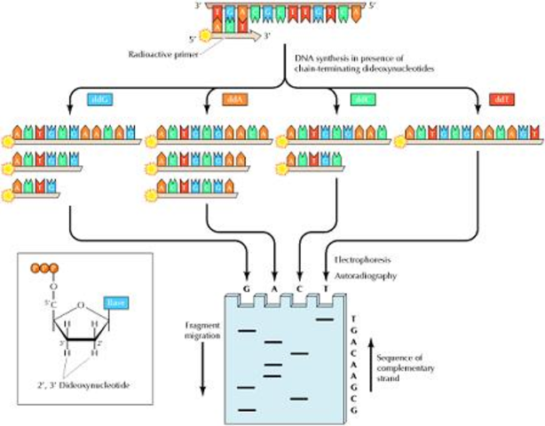 Sequencing DNA