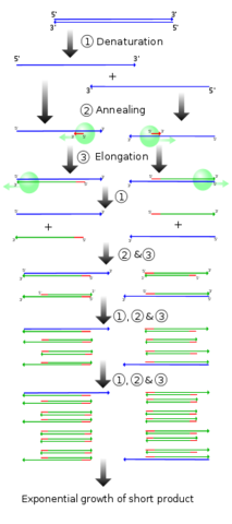 Polymerase Chain Reaction