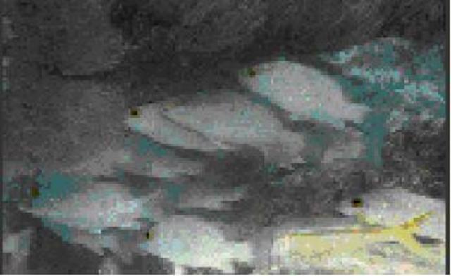 The First Underwater Colour Photo