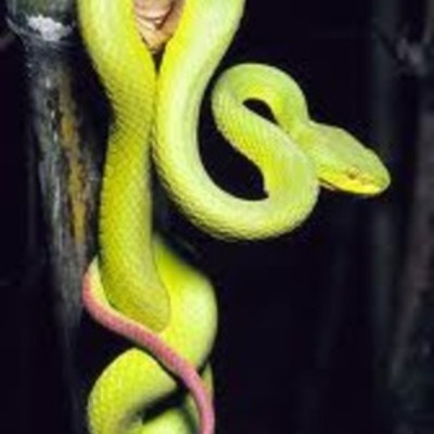 Timeline: Lepidosauria