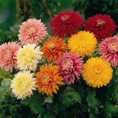 Timeline: Chrysanthemum