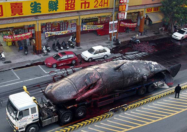 Whale explodes in Tawian