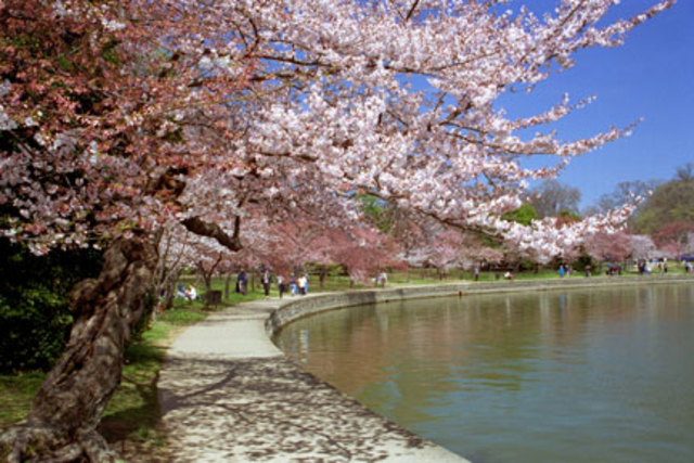 Cherry Blossoms