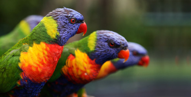 Found a new bird type of bird