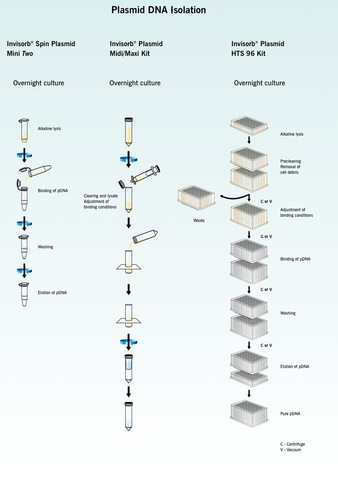 DNA Plasmid Purification