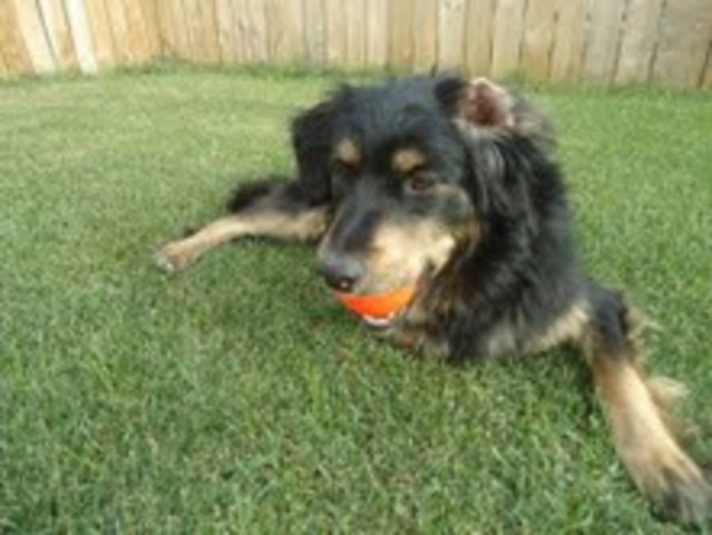 Kooper went back to the Human Soceity