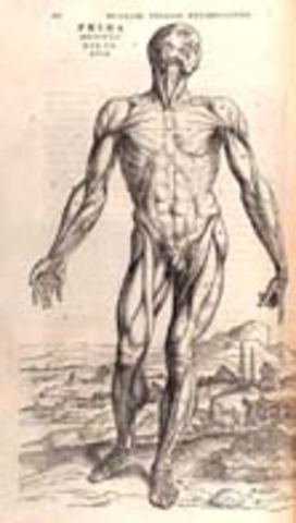 Andreas Vesalius