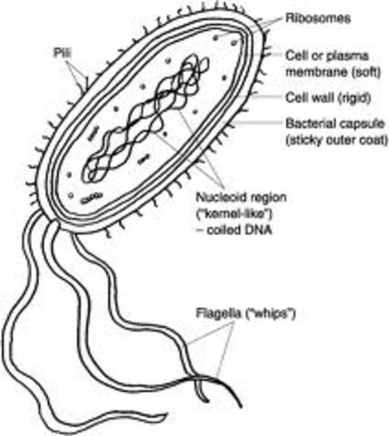Prokaryotes