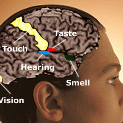 Timeline: Perceptual Development