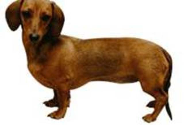 my grandamal has two wiener dogs one is oscar and whilly there the same age