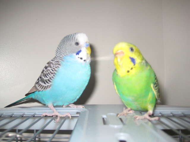 Got  pet Budgies