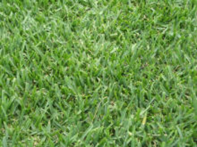 Introduction of Kikuyu grass to Australia