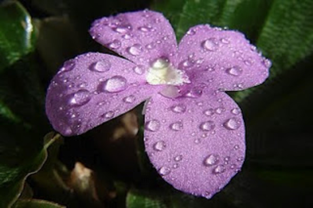 Los erudtios a la violeta (José Cadalso)