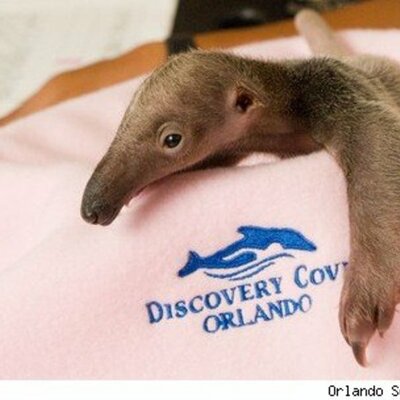 Timeline: SMART Plan :D