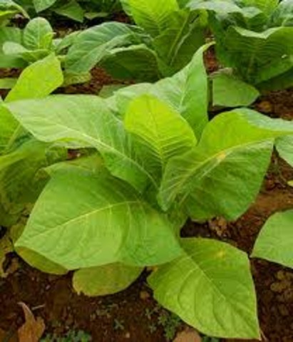 Tobacco used as currency in Virginia